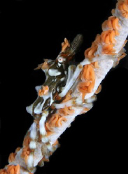 Xeno crab - it liked decorating itself with the polys fro... by John M Akar 